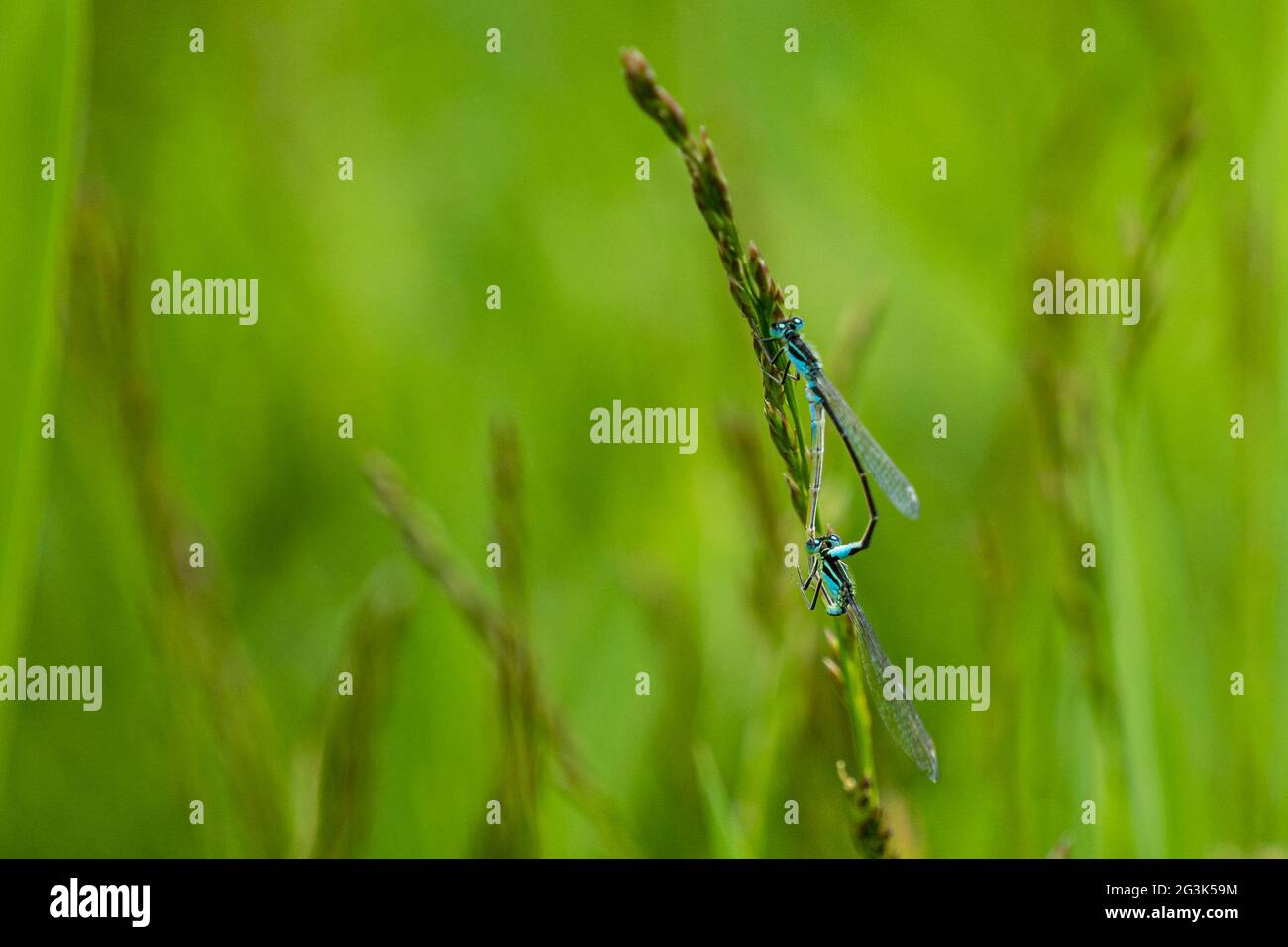 Dragonflies mating on stem hi-res stock photography and images - Alamy