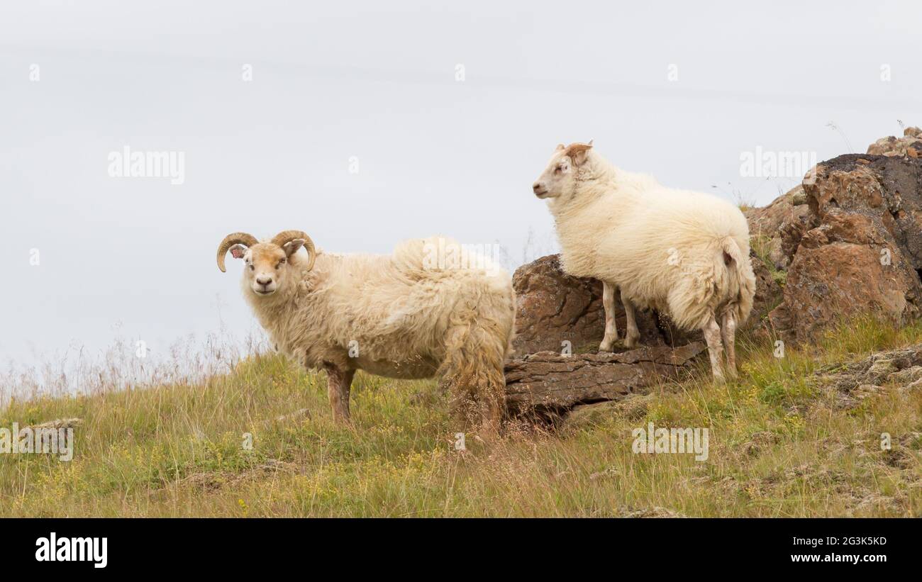 Icelandic sheep in meadow Stock Photo - Alamy