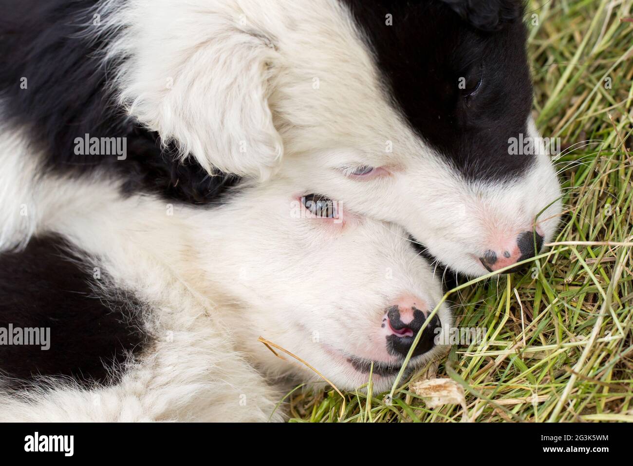 Border Collie puppies sleeping on a farm Stock Photo Alamy