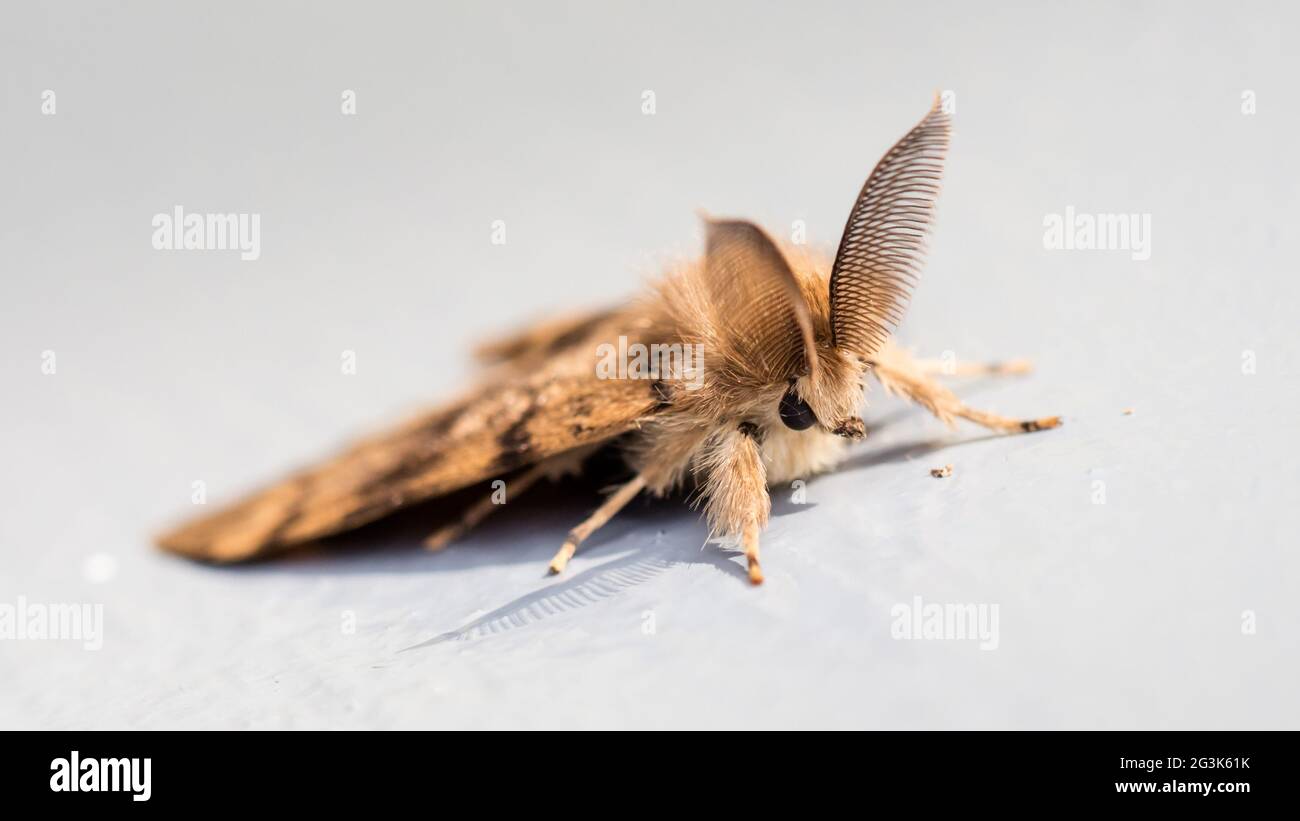 Moth sitting still - Selective focus Stock Photo