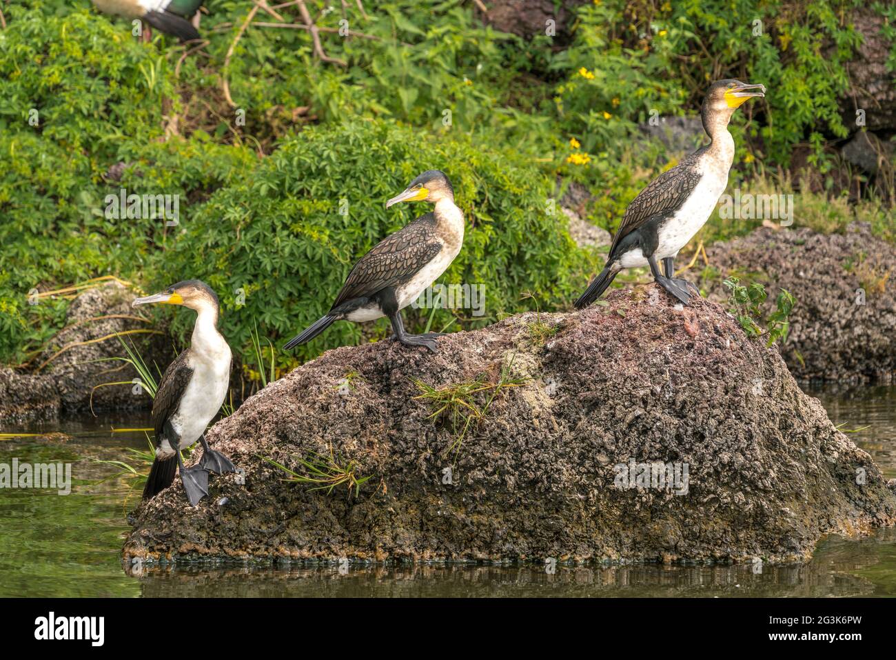 Great Black Cormorants on a rock Stock Photo