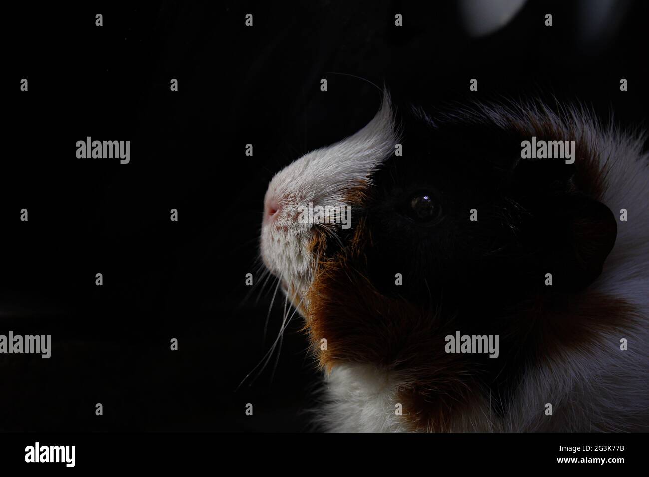 Guinea pig reflecting on dark background, low key pet portrait Stock Photo