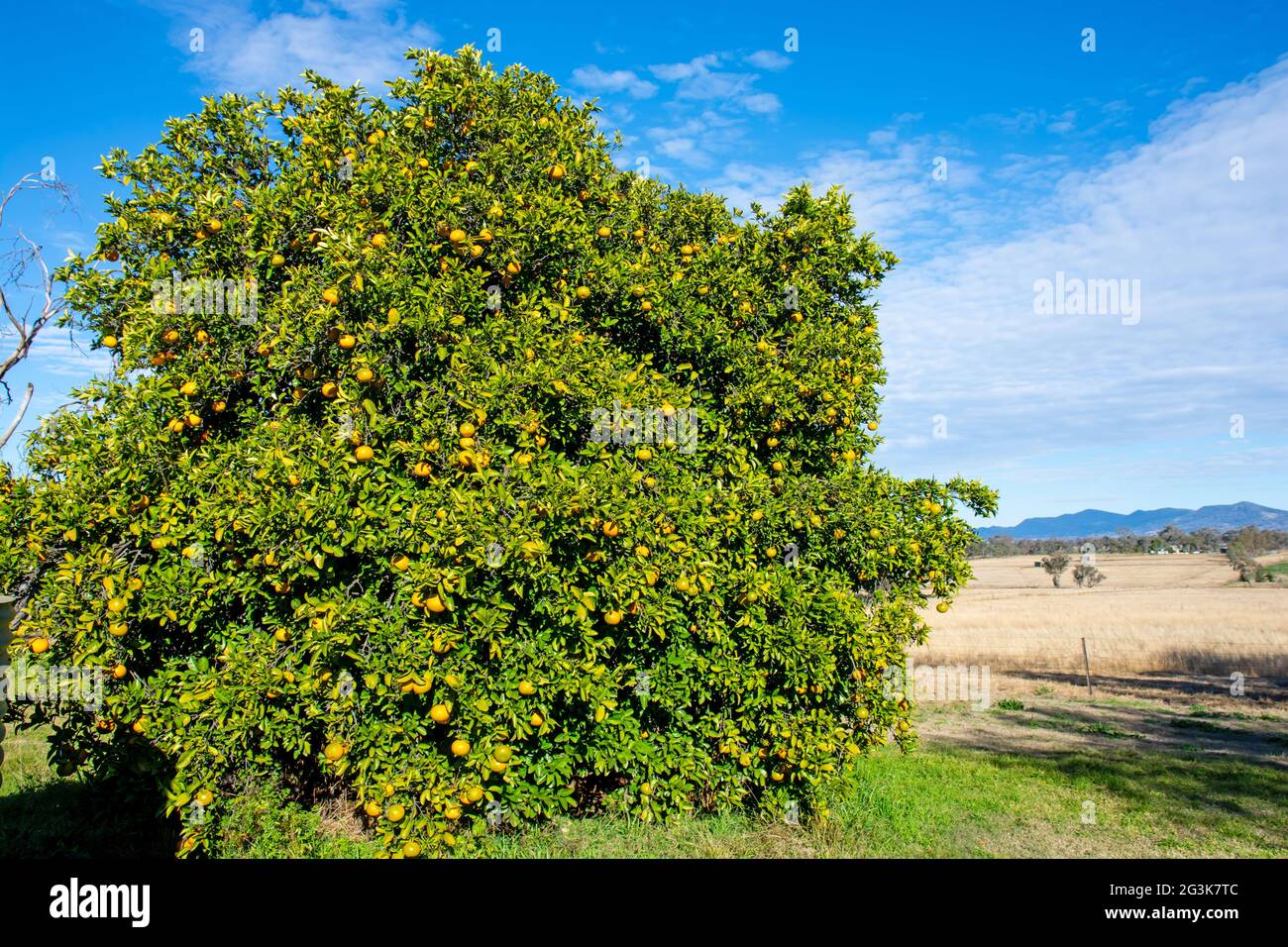 Seville oranges, Citrus aurantium, ripening on a tree in Australia. Stock Photo