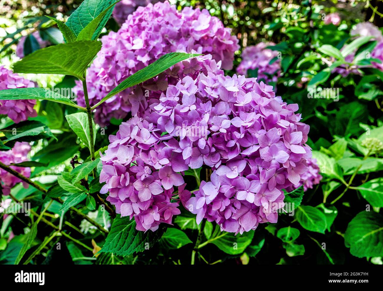 Hibiscus in full bloom hi-res stock photography and images - Alamy
