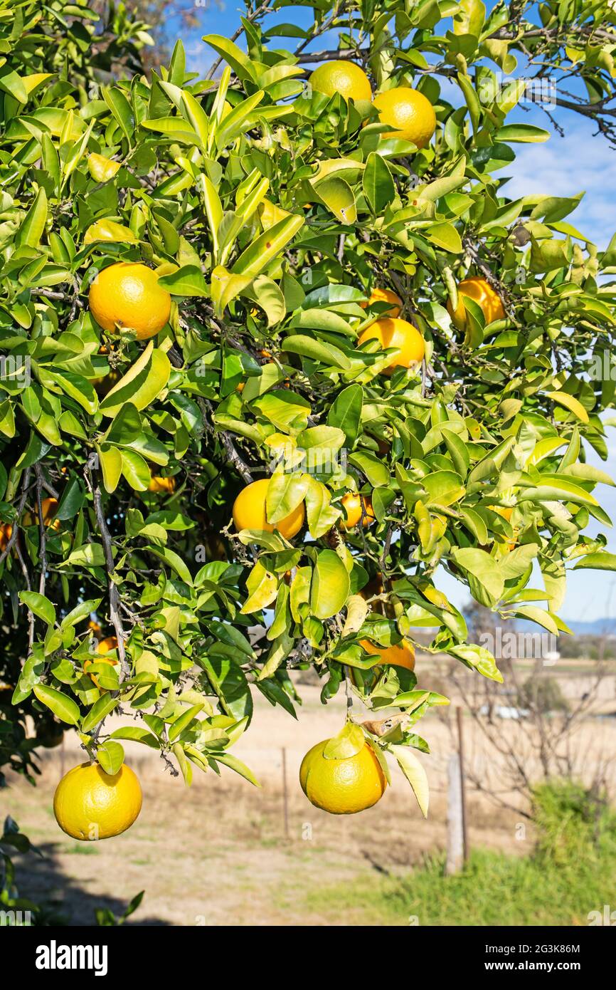 Oranges australia hires stock photography and images Alamy