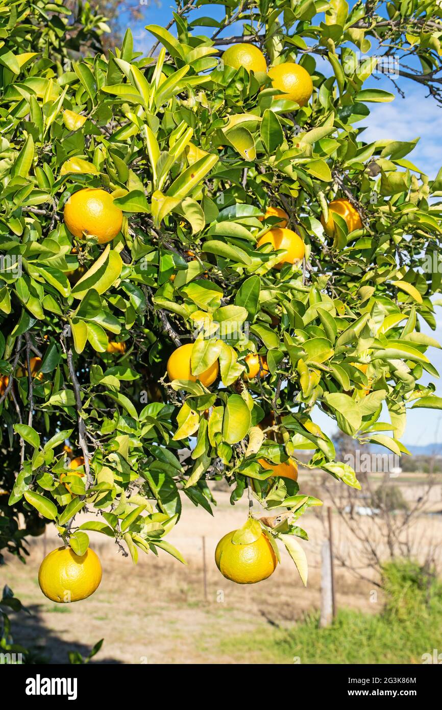 Seville oranges, Citrus aurantium, growing on a tree in Australia. Stock Photo