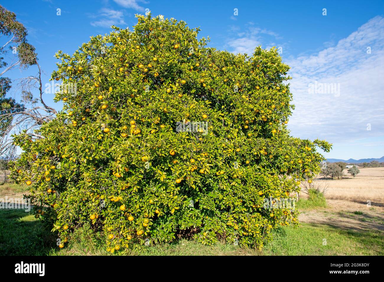 Seville  oranges , Citrus aurantium, ripening on a large tree. Stock Photo