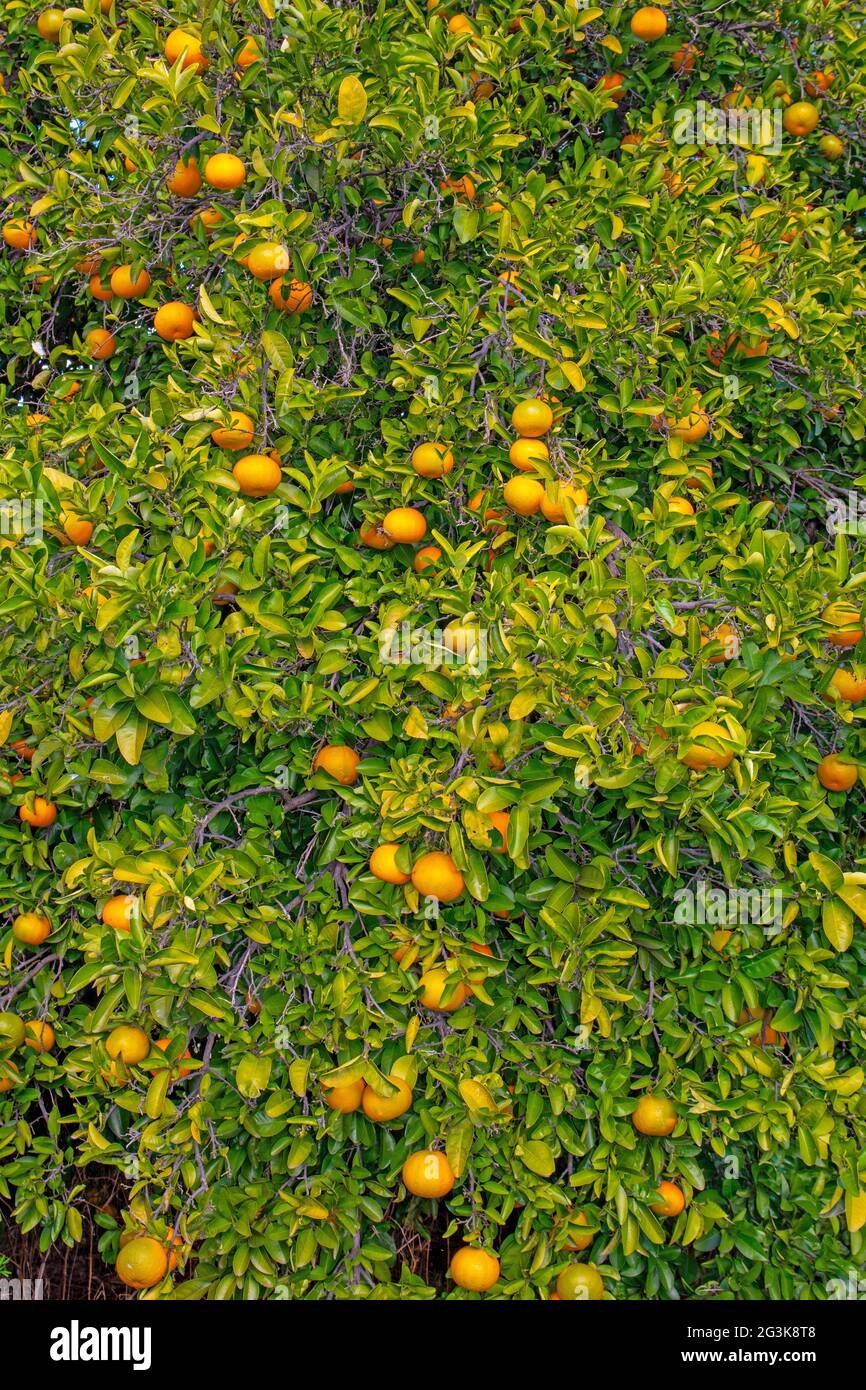 Seville oranges, Citrus aurantium, growing on a tree. Stock Photo