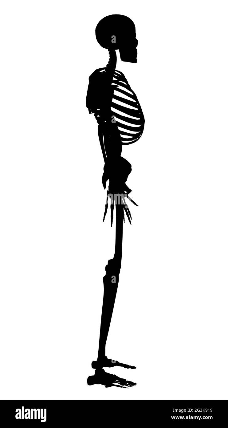 Silhouette of a human skeleton on a white background. Side view. Vector illustration. Stock Vector