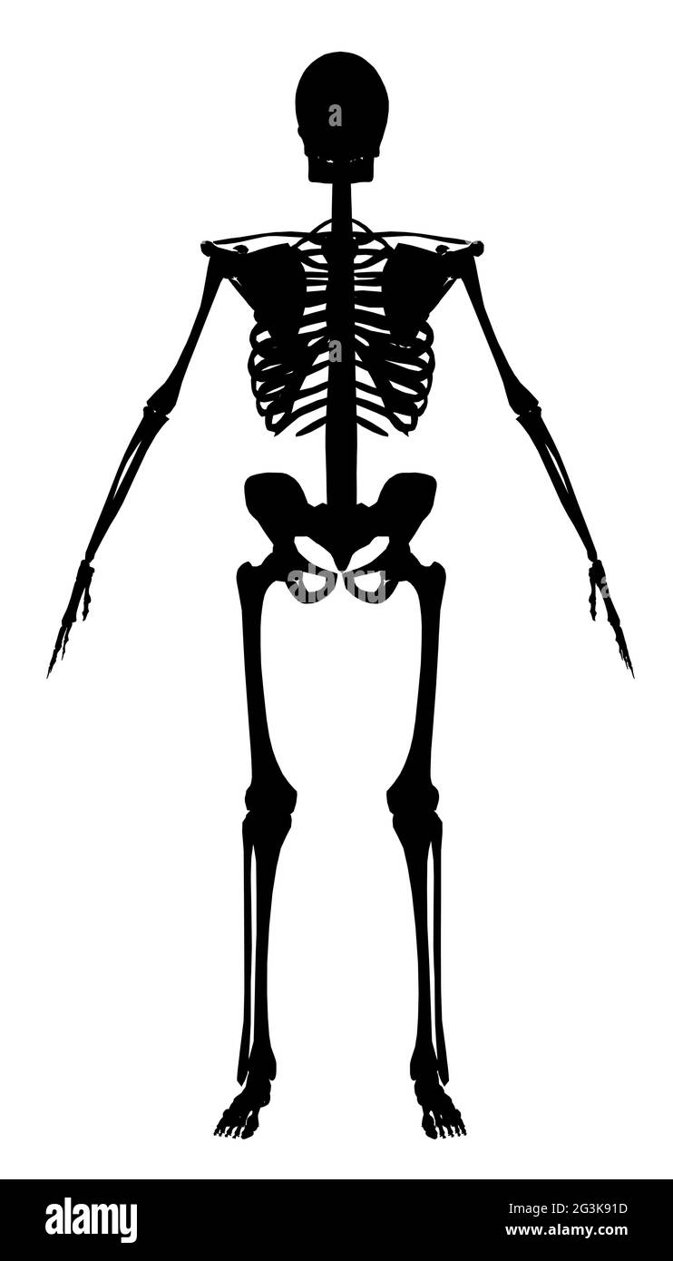 Silhouette of a human skeleton on a white background. Front view. Vector illustration. Stock Vector