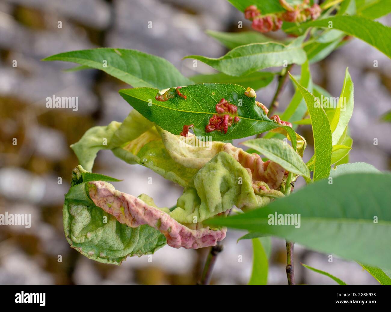 Peach leaf curl. Fruit tree infected with Taphrina deformans in the early summer. Fungus and plant pathogen. Stock Photo