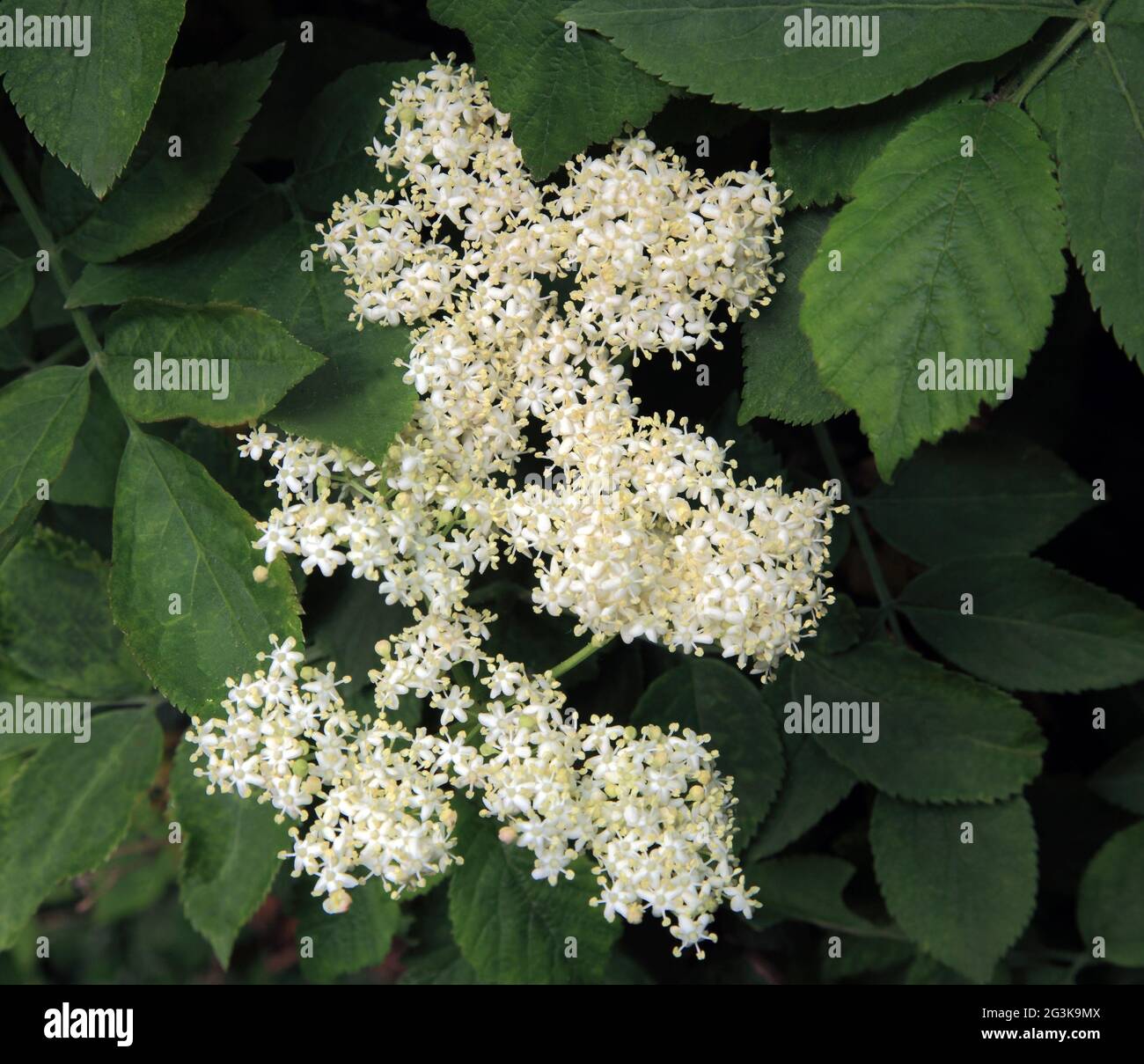 Sambucus nigra, Elderflower, fragrant flowers, white flower, garden plant, bush, tree. Stock Photo