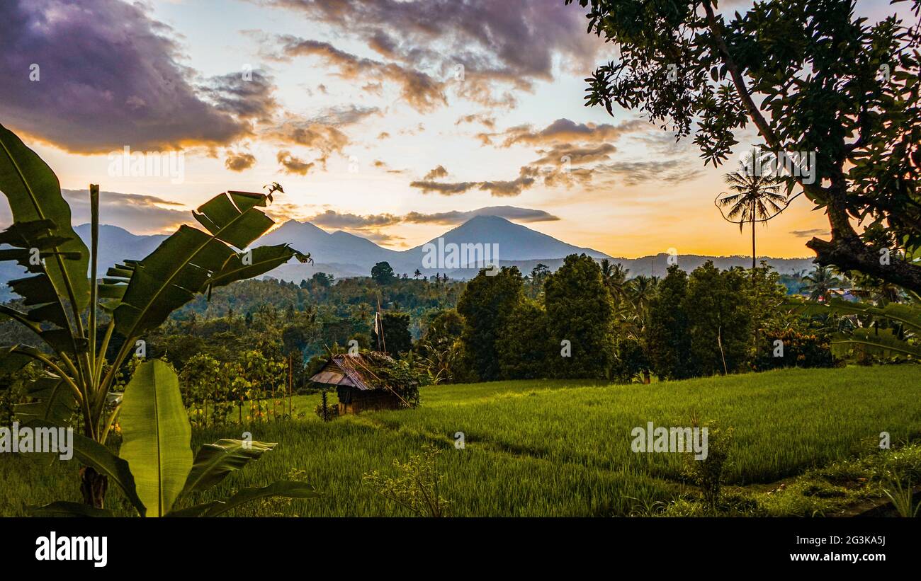 Rural village rice fields coconut hi-res stock photography and images ...