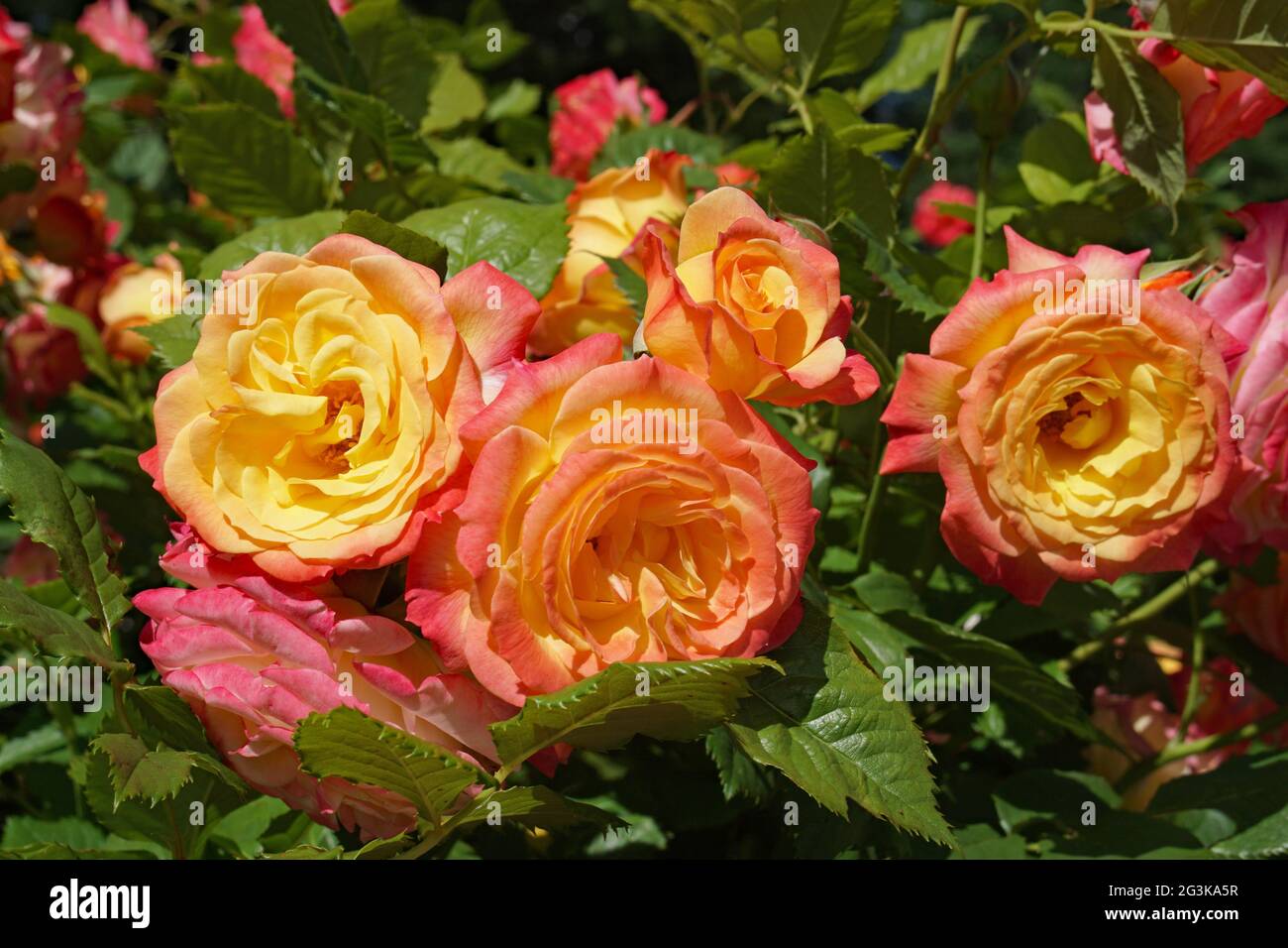 An exceptional rose in which each flower shades from deep pink petals on  the outside to golden yellow on the inside, Garden Delight designed by  Kordes Stock Photo - Alamy