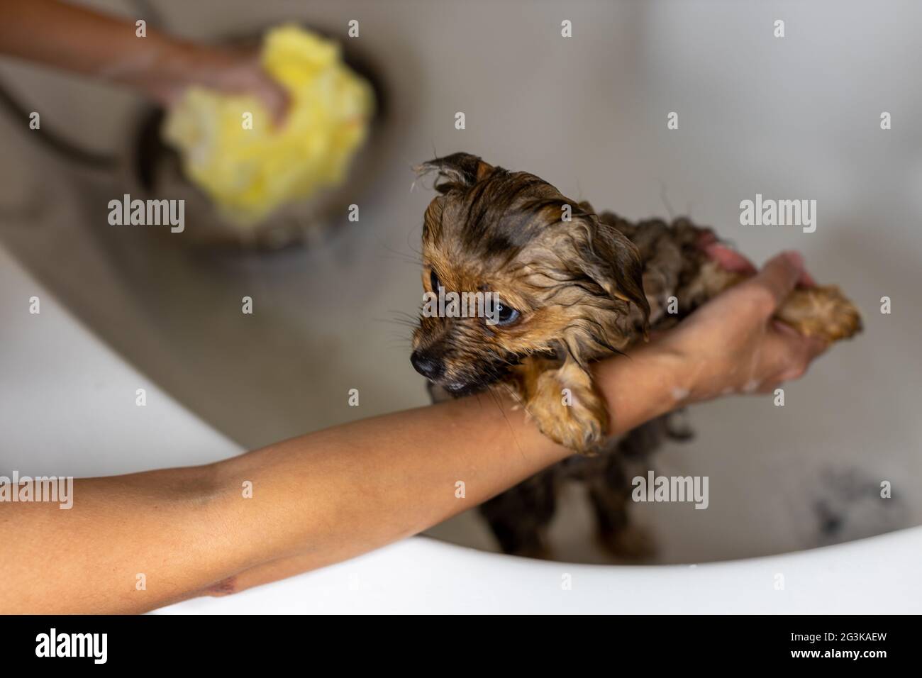 Woman taking care of her little dog. Female washing, cleaning Pomeranian dog under the shower. Animals hygiene concept Stock Photo