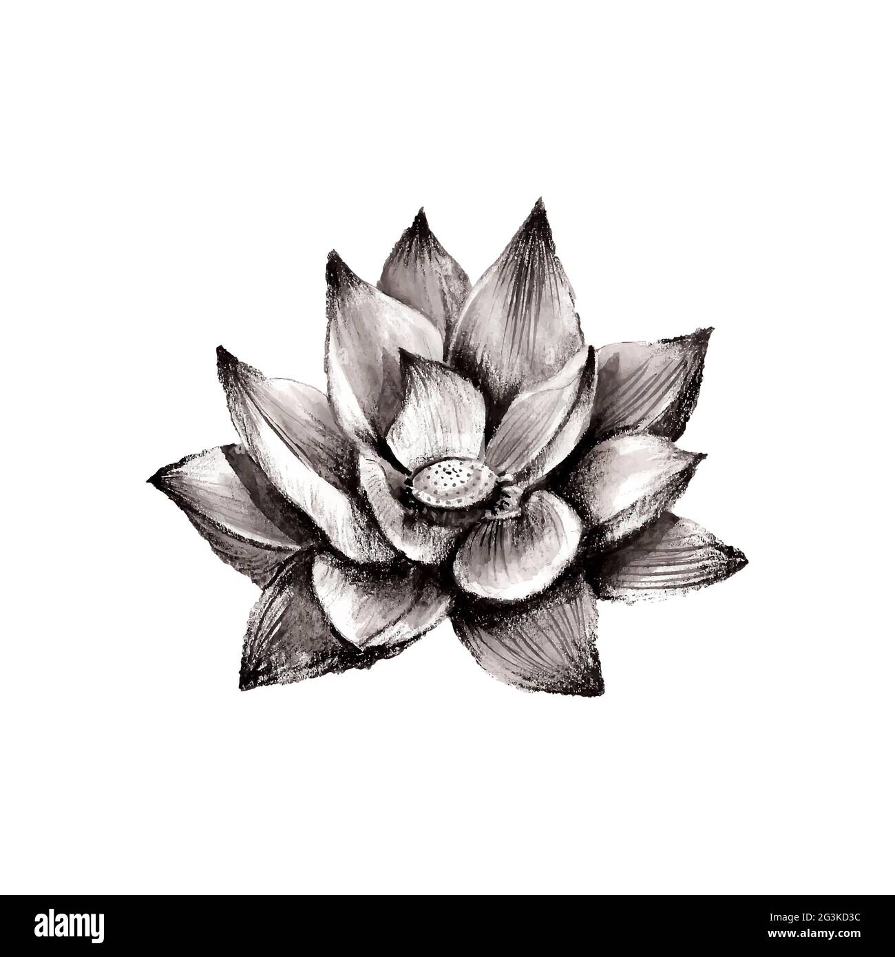 Illustration of hand drawn lotus flower Stock Photo Alamy