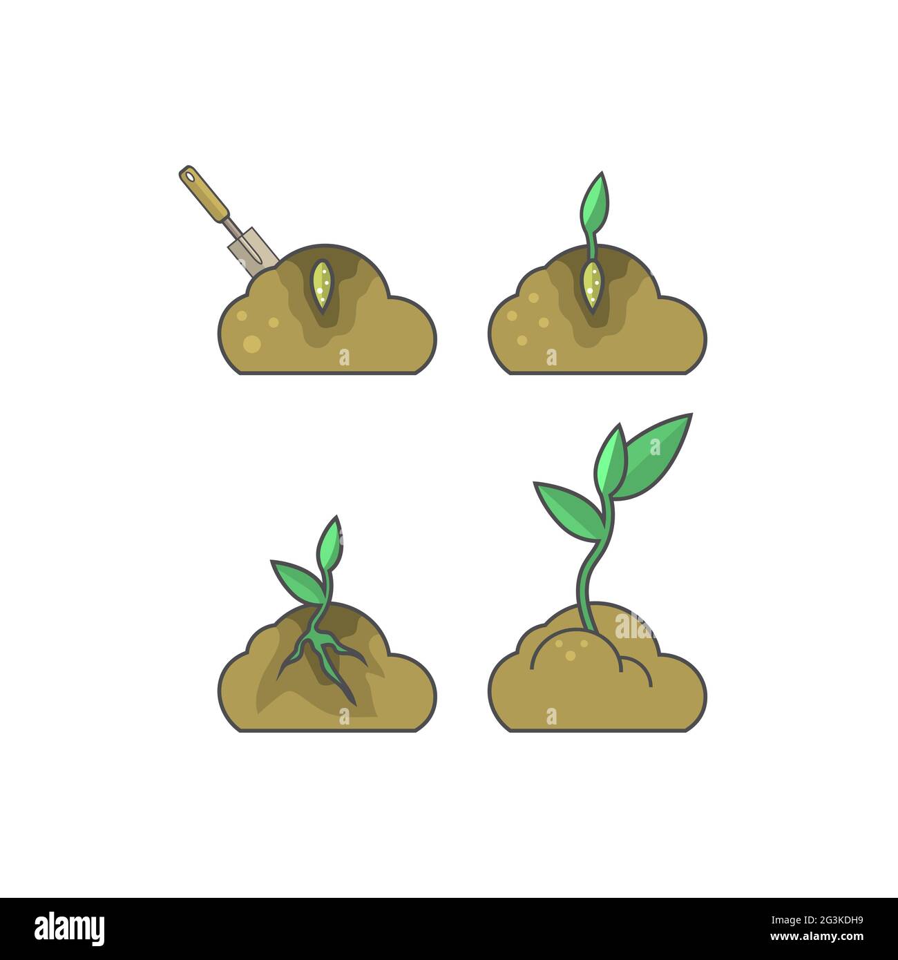 How to put plant. Stages of growth Stock Photo