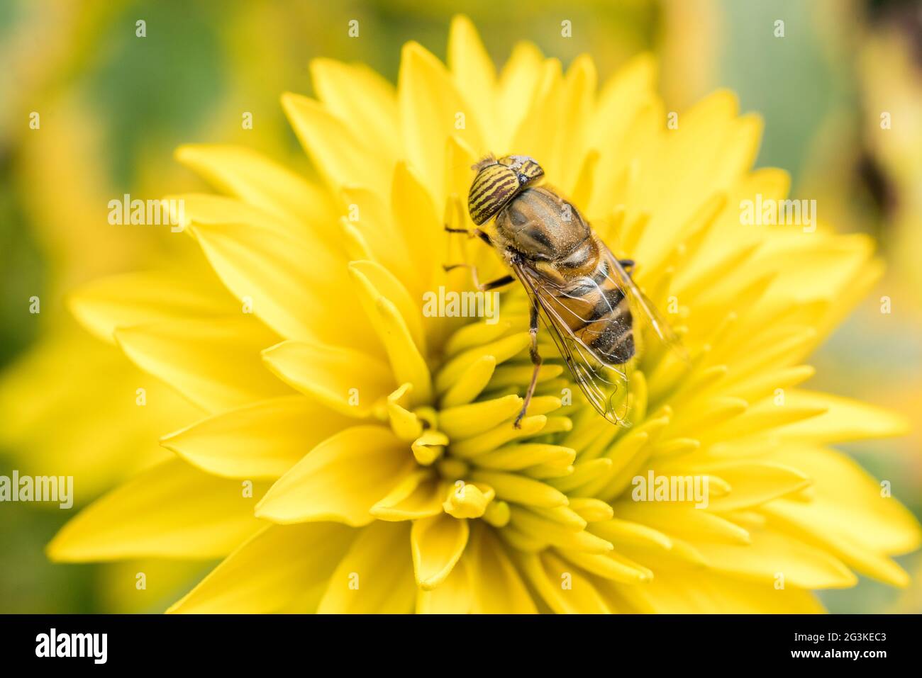 A hover fly pollinating a flower Stock Photo