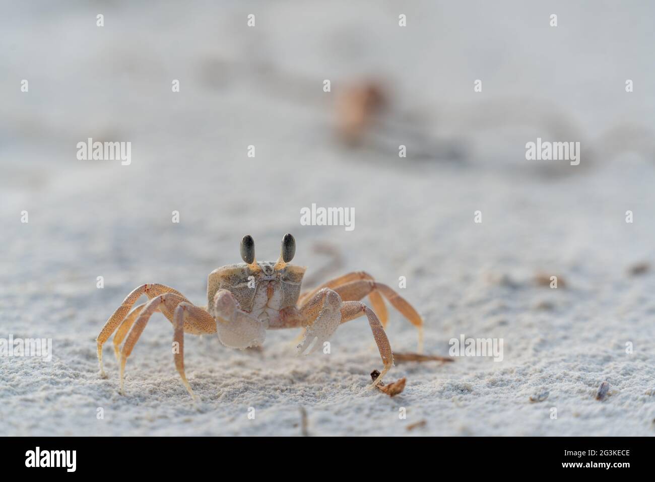 Ghody crab in the sand Stock Photo