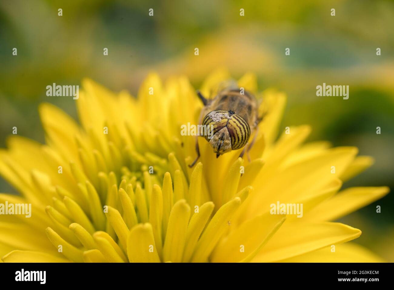 A hover fly pollinating a flower Stock Photo