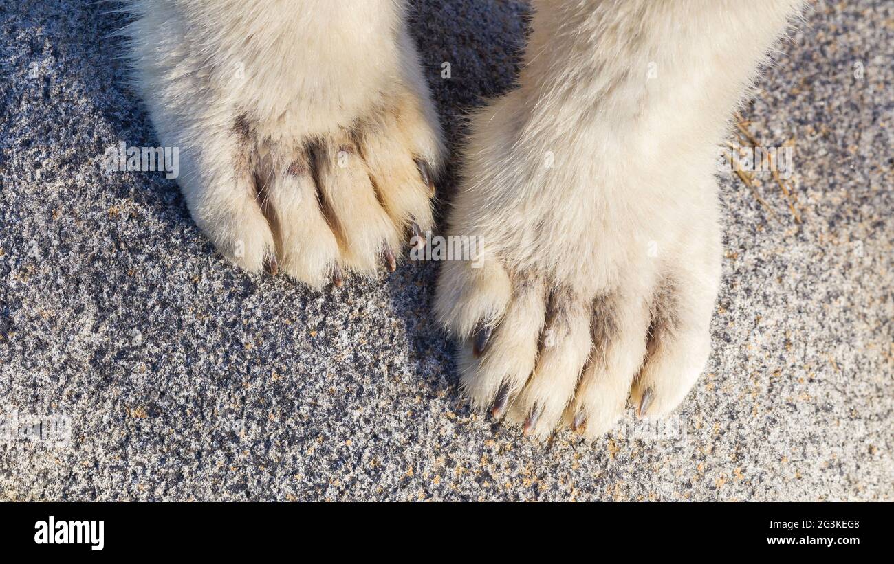 Polar bear paws Stock Photo Alamy
