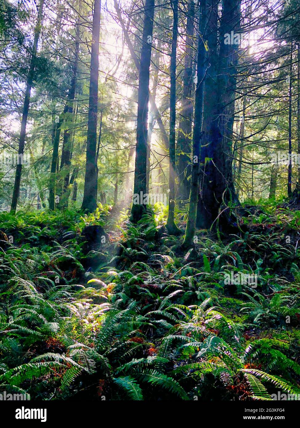 Sunlit Rain Forest Trails Stock Photo