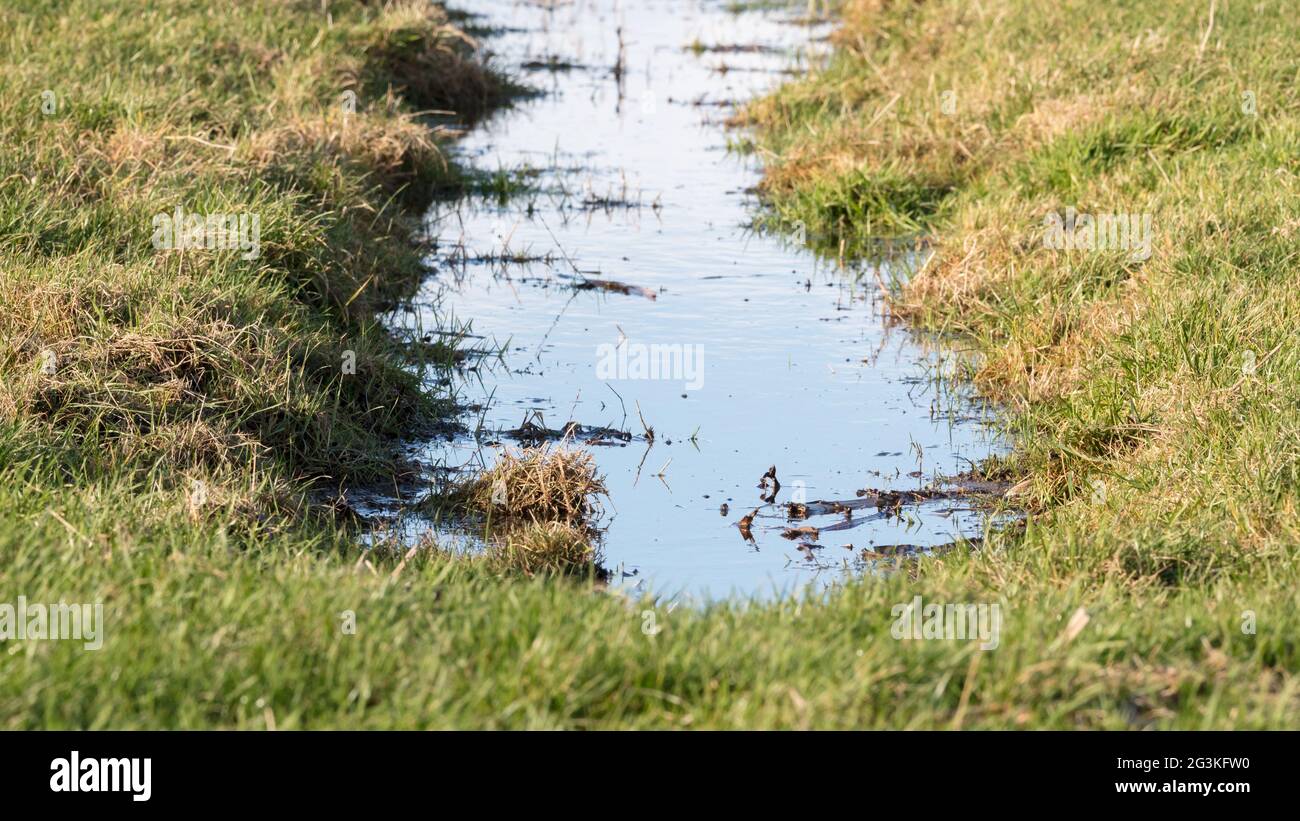 Ditch and meadows in waterland Friesland, selective focus Stock Photo