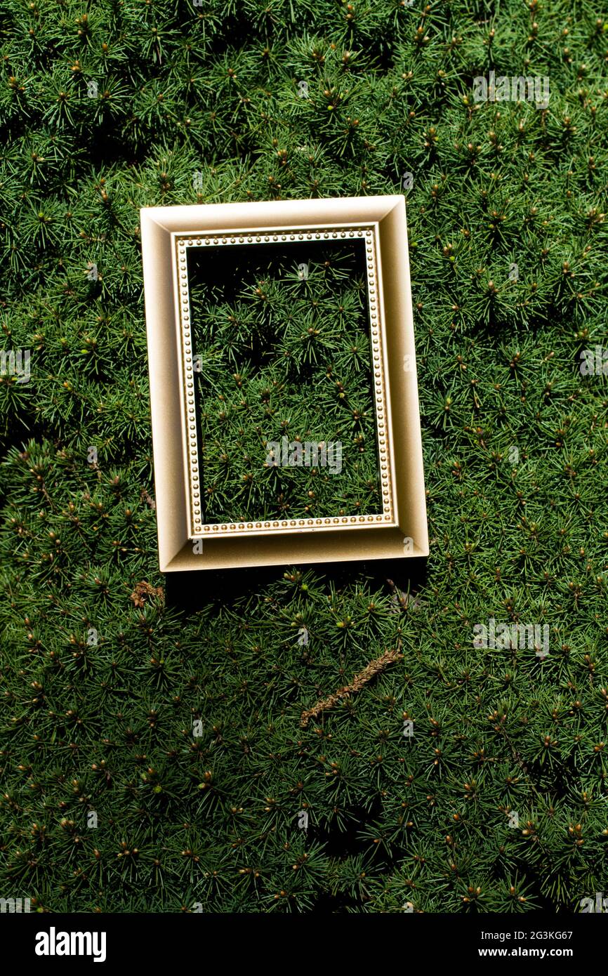 Vertical shot of a golden frame on a pine tree Stock Photo - Alamy