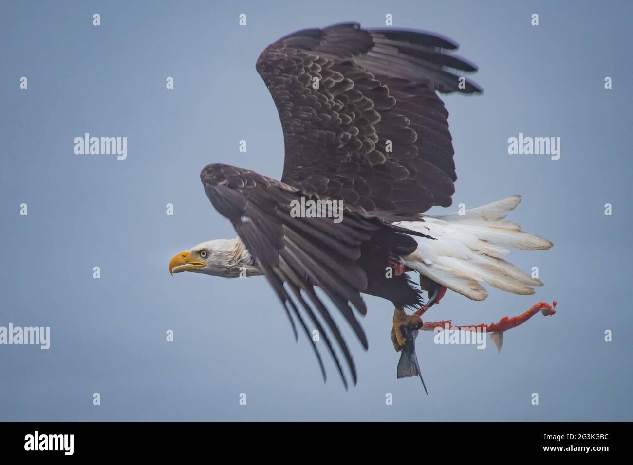 Flying eagle with salmon Stock Photo
