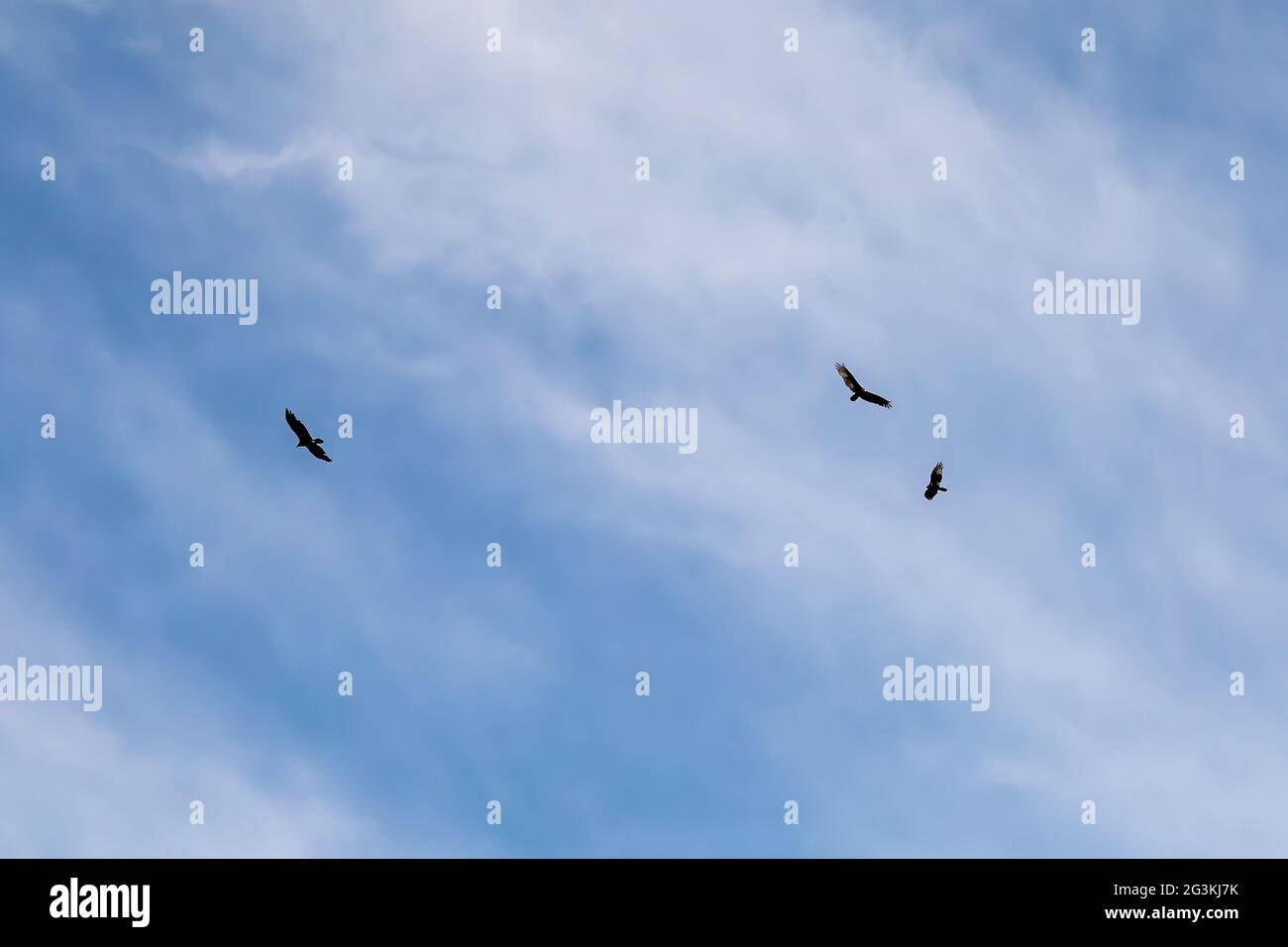 Vultures circling in the early morning blue skies. Stock Photo