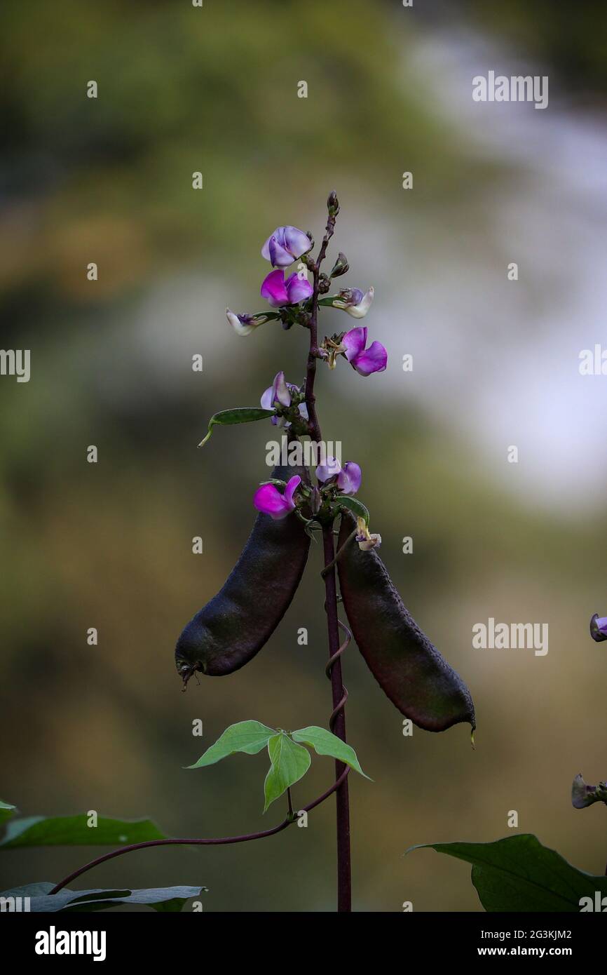 Closeup of Bangladeshi vegetable purple hyacinth bean and flower Stock Photo