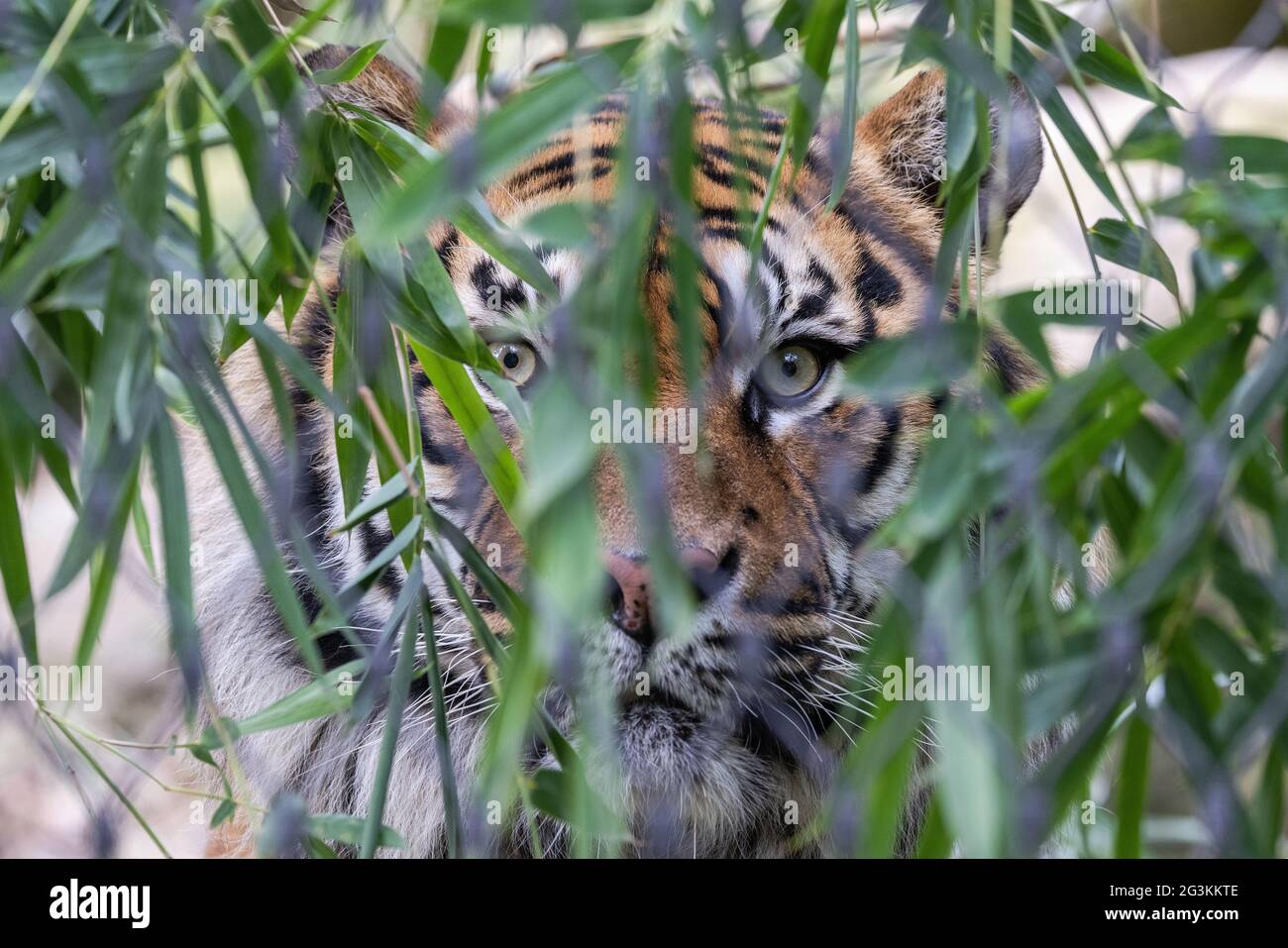 Critically endangered Sumatran Tiger in an Australian Zoo Stock Photo