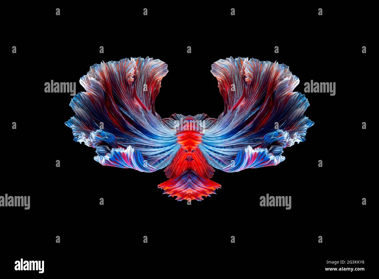 Abstract art of siamese fighting fish or betta fish tails symmetry form background Stock Photo