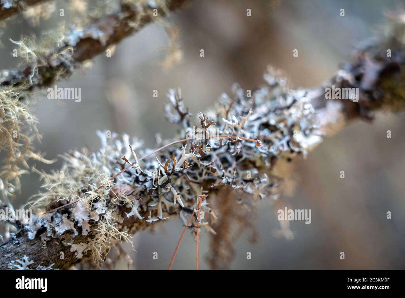 Closeup shot of lichens on a tree branch Stock Photo