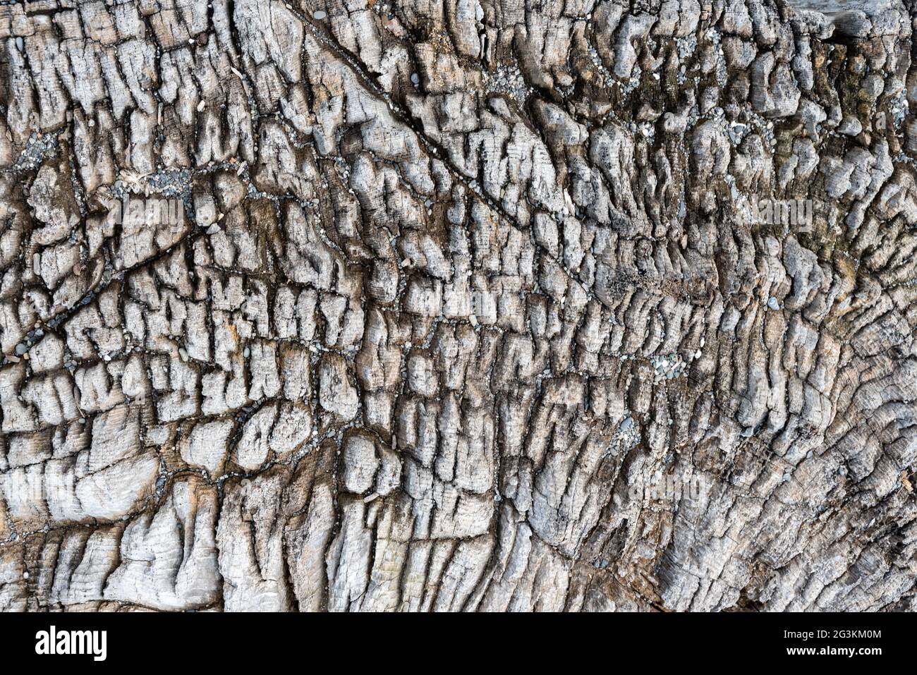 Well weathered silver driftwood showing grain and texture Stock Photo