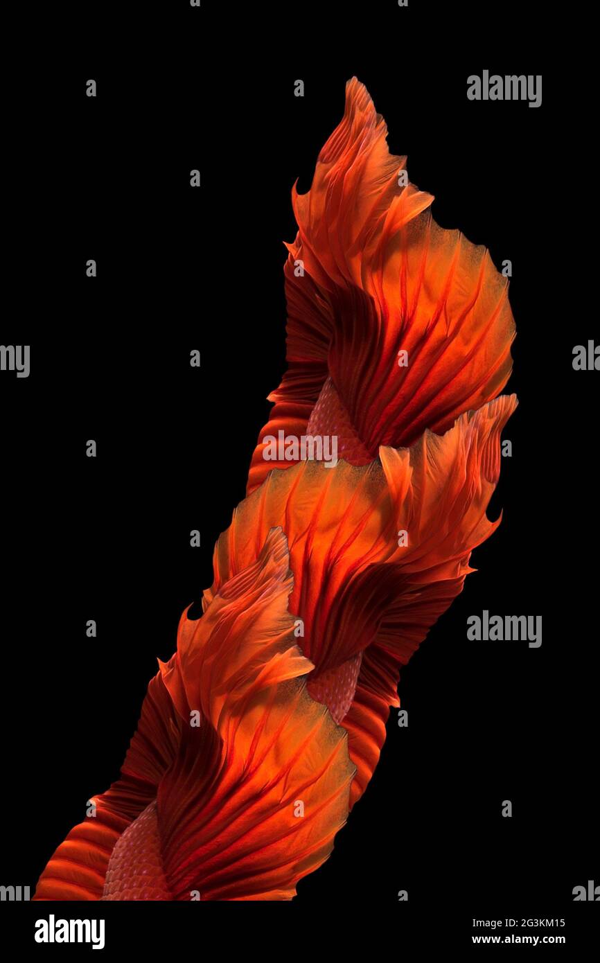 Abstract art of siamese fighting fish or betta fish tails symmetry form background Stock Photo