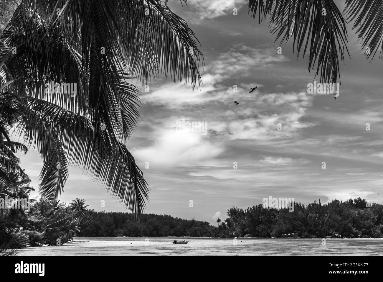 Black White Point Hauru Palm Trees Islands Water Moorea Tahiti French Polynesia. Stock Photo