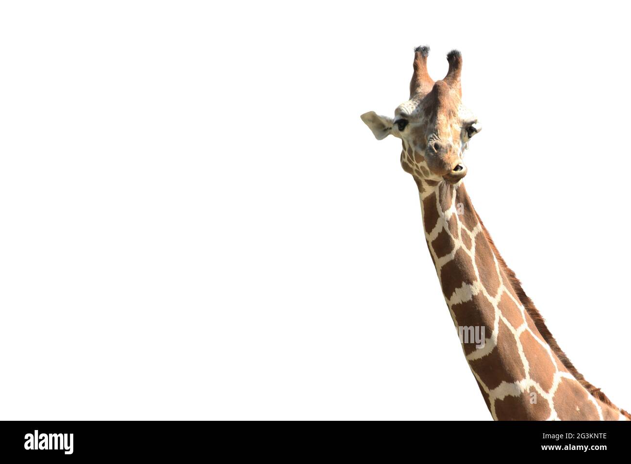 Giraffe on white Stock Photo