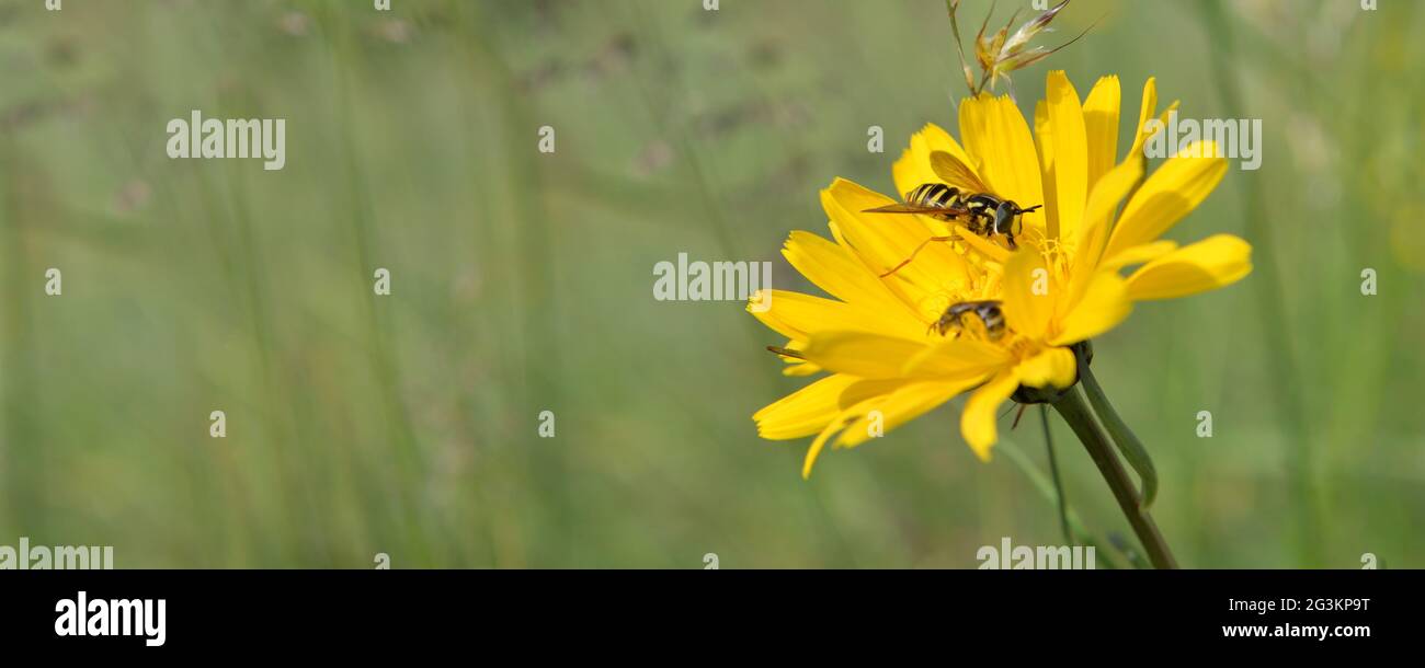 closeup on alpine yellow wild flower blooming in meadow with a bee gathering on green blur background Stock Photo