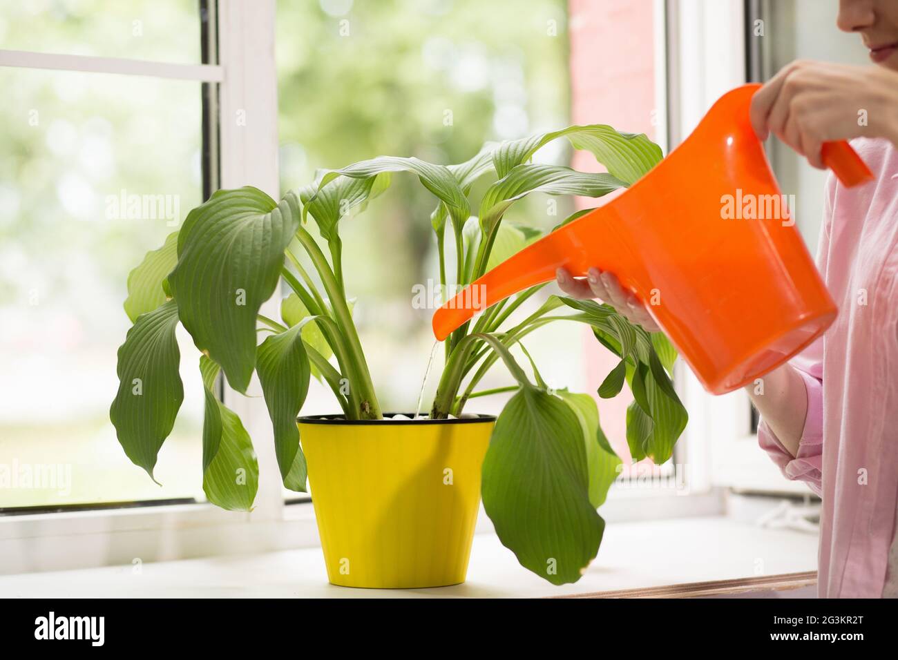 Woman pouring plant with water can. Stock Photo