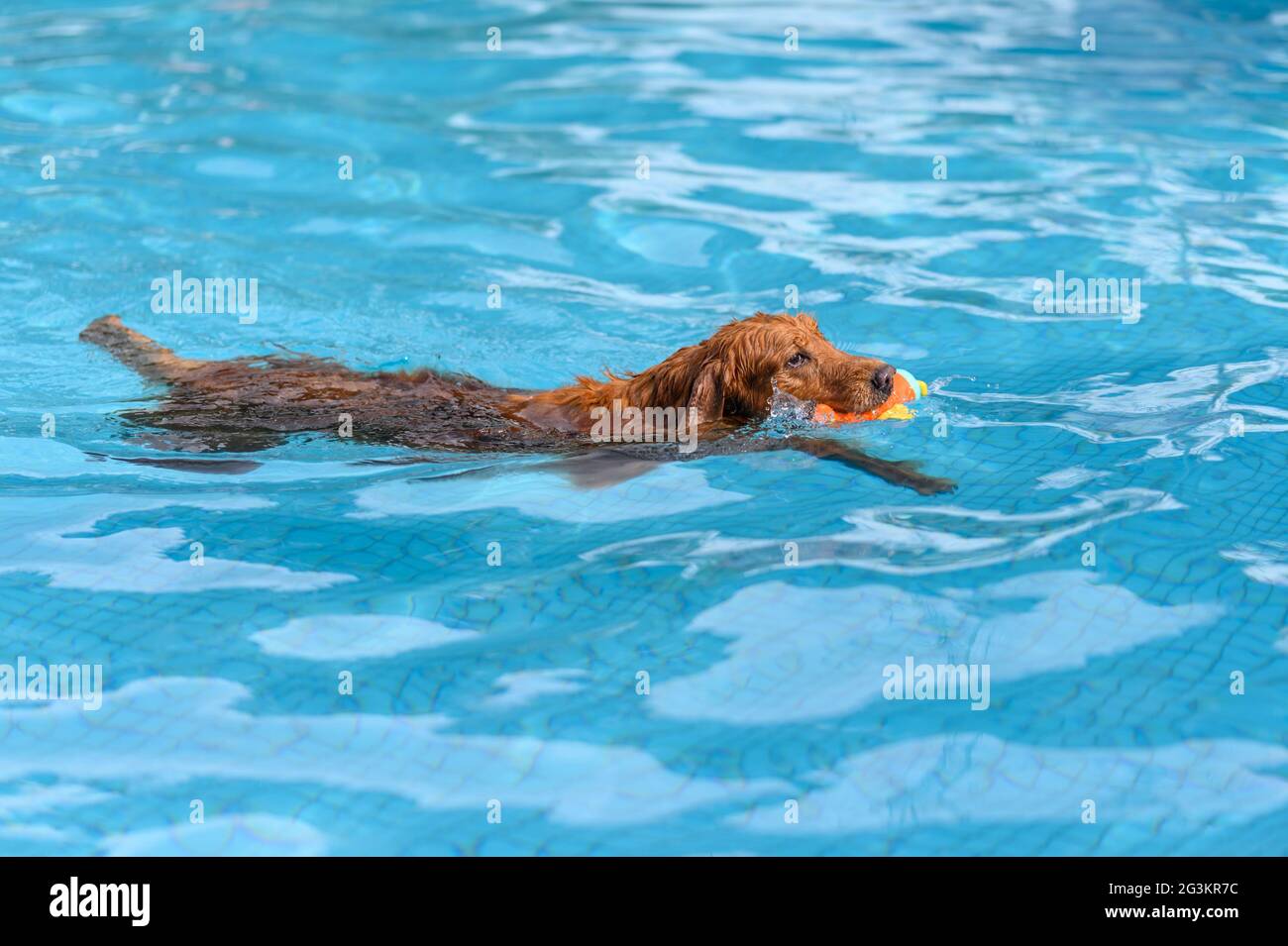 Golden Retriever swimming in the pool Stock Photo - Alamy