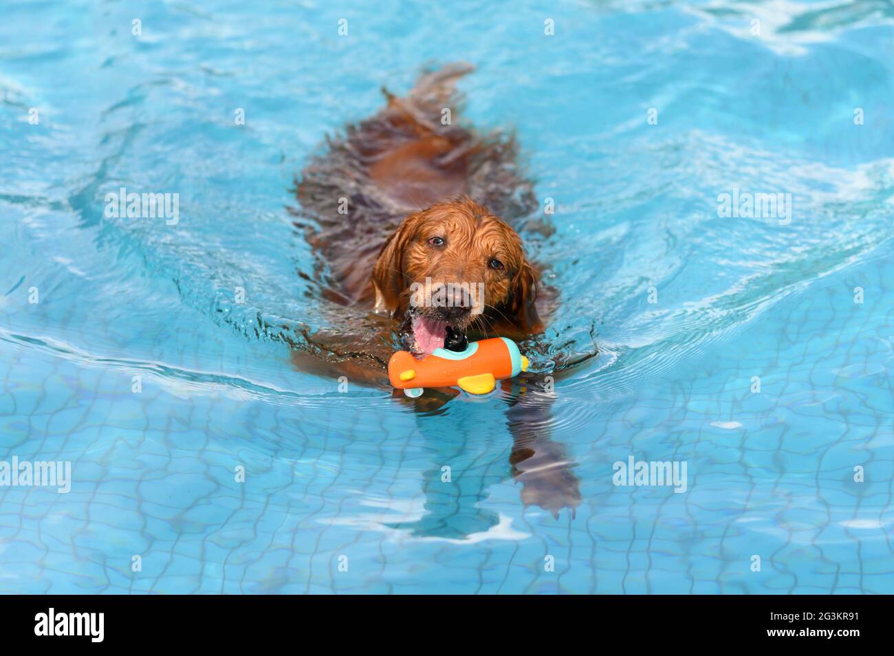 Golden Retriever swimming in the pool Stock Photo - Alamy