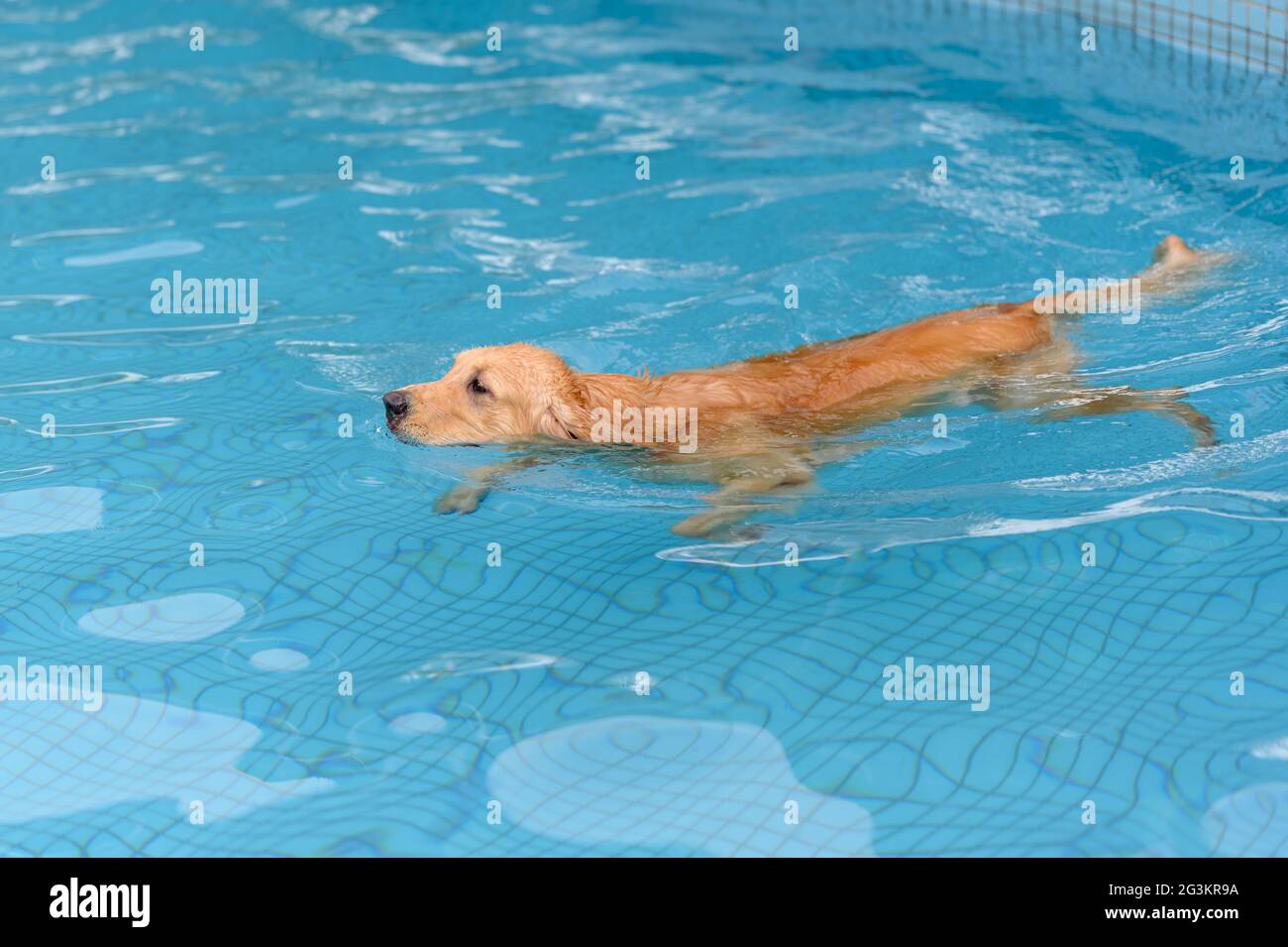 Golden Retriever swimming in the pool Stock Photo - Alamy