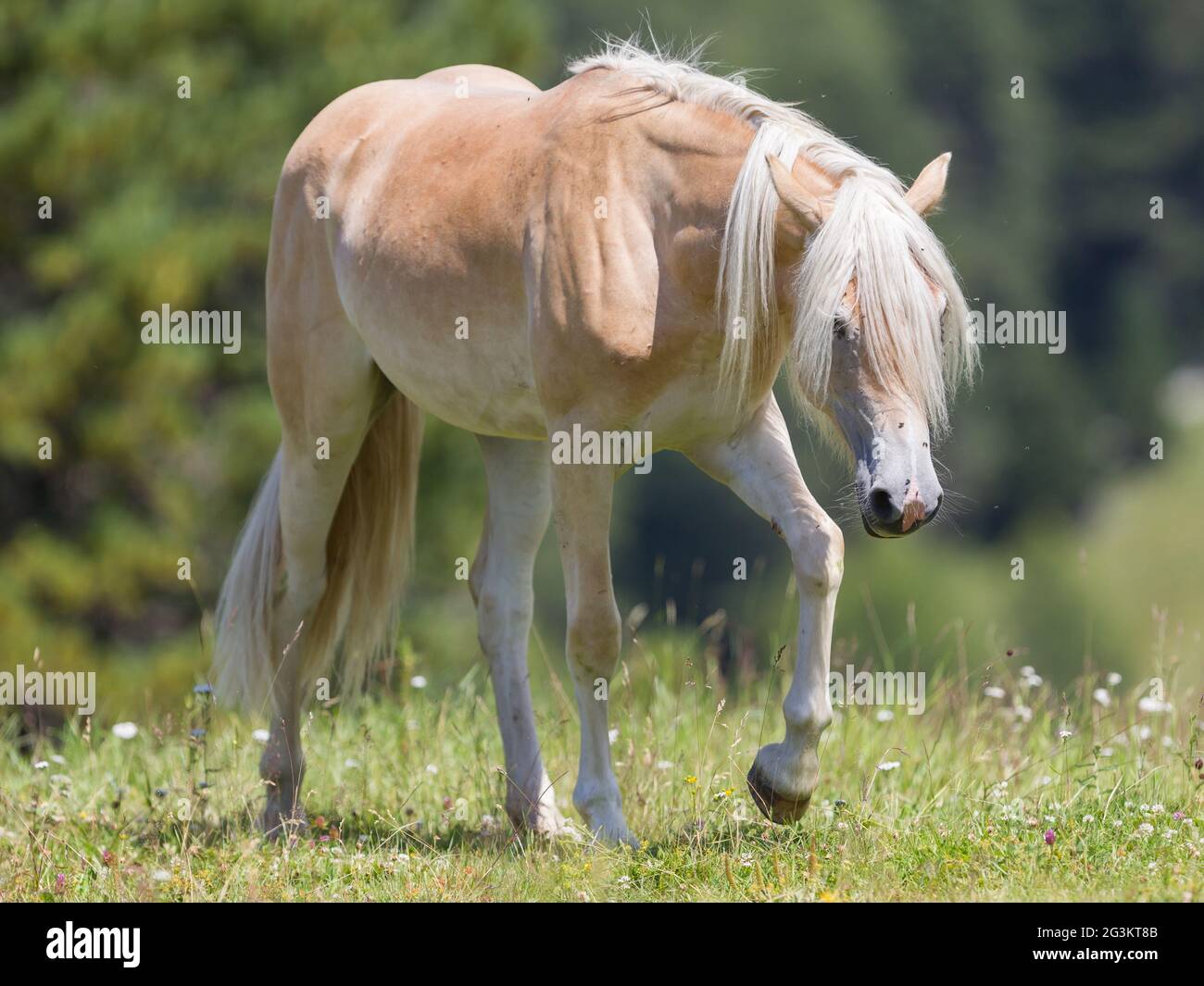 Beautiful haflinger horse in the Alps / mountains in Tirol Stock Photo