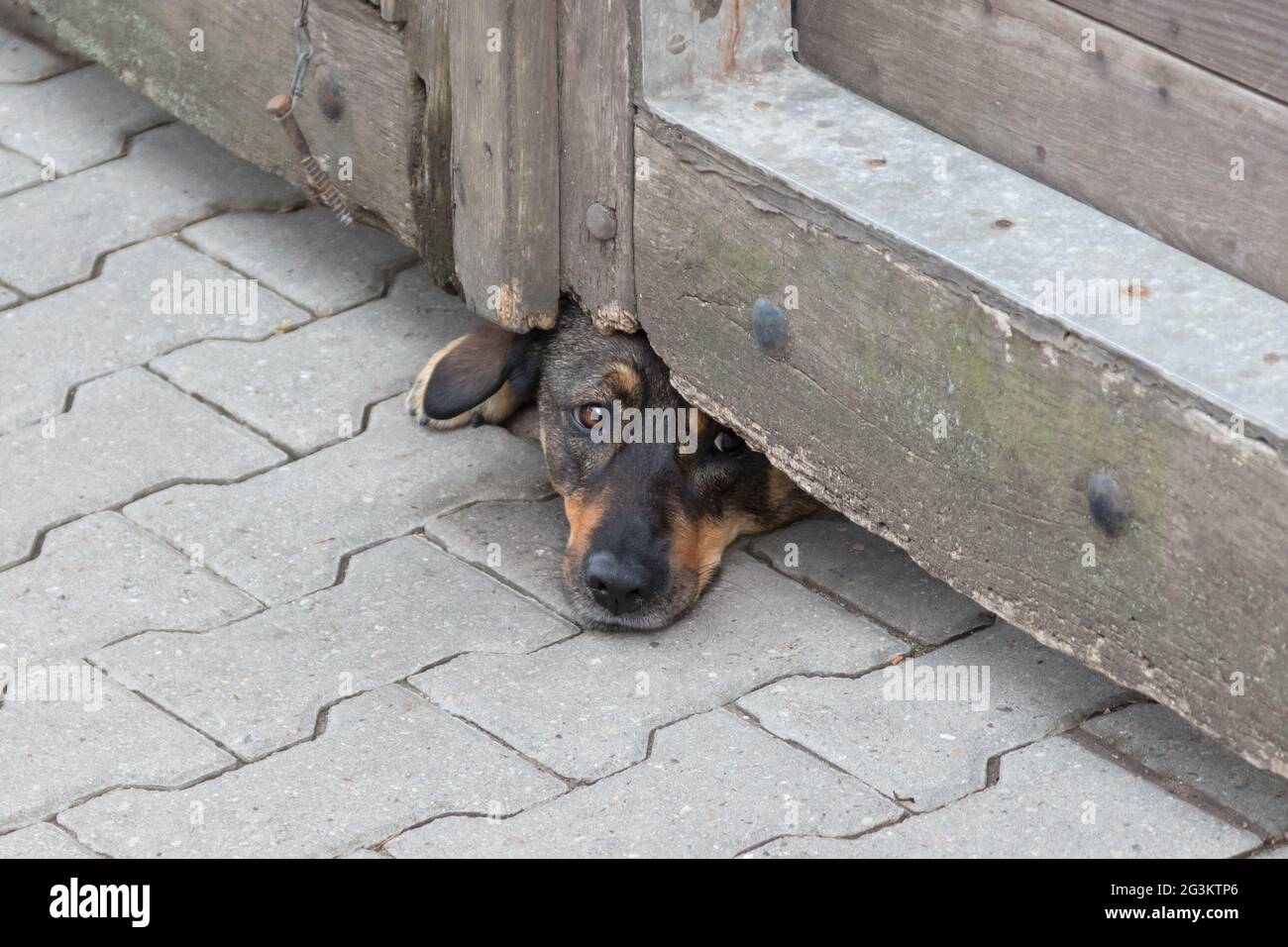 Dog under gate Stock Photo Alamy