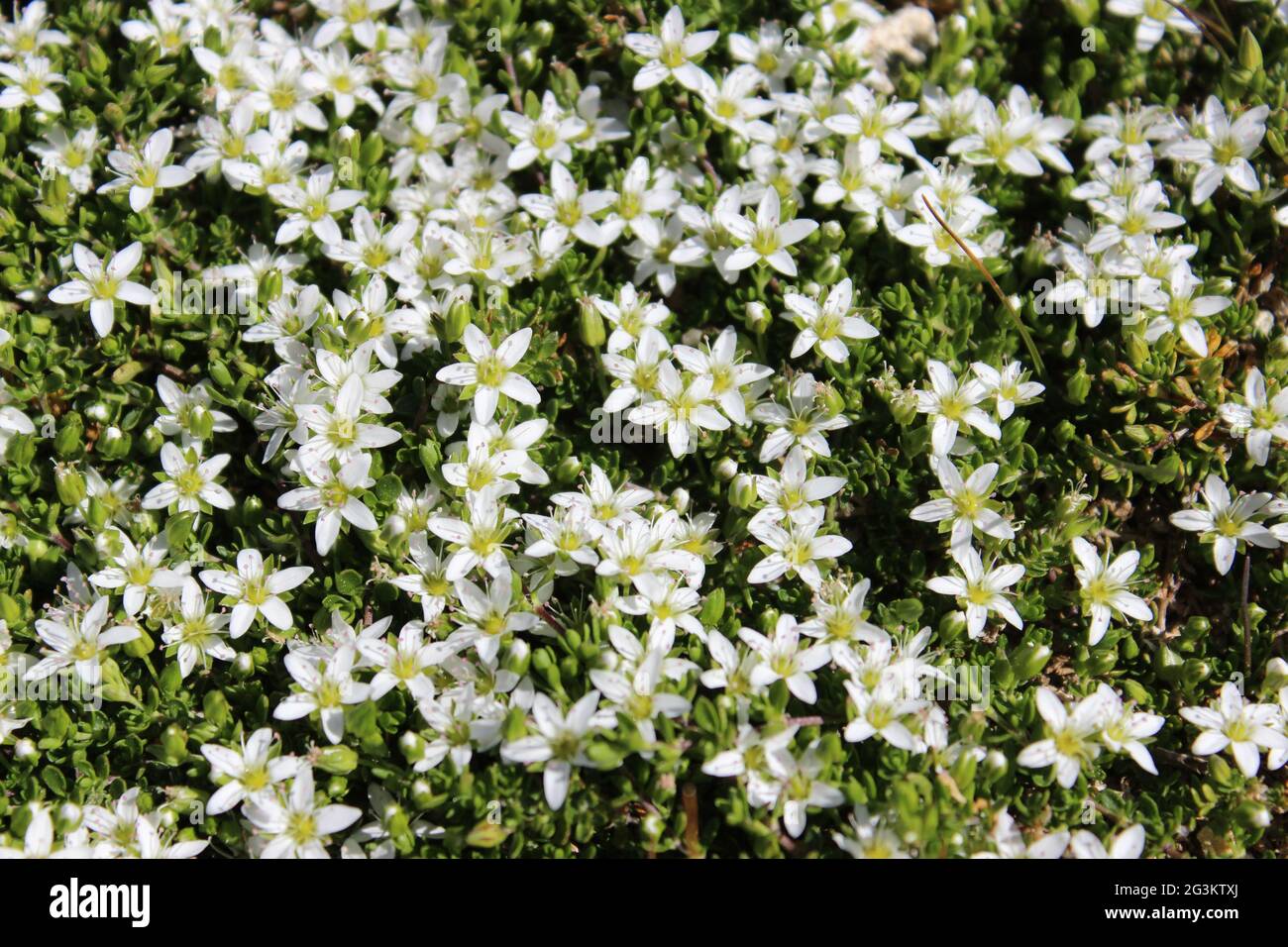 carpet of flowers Stock Photo Alamy