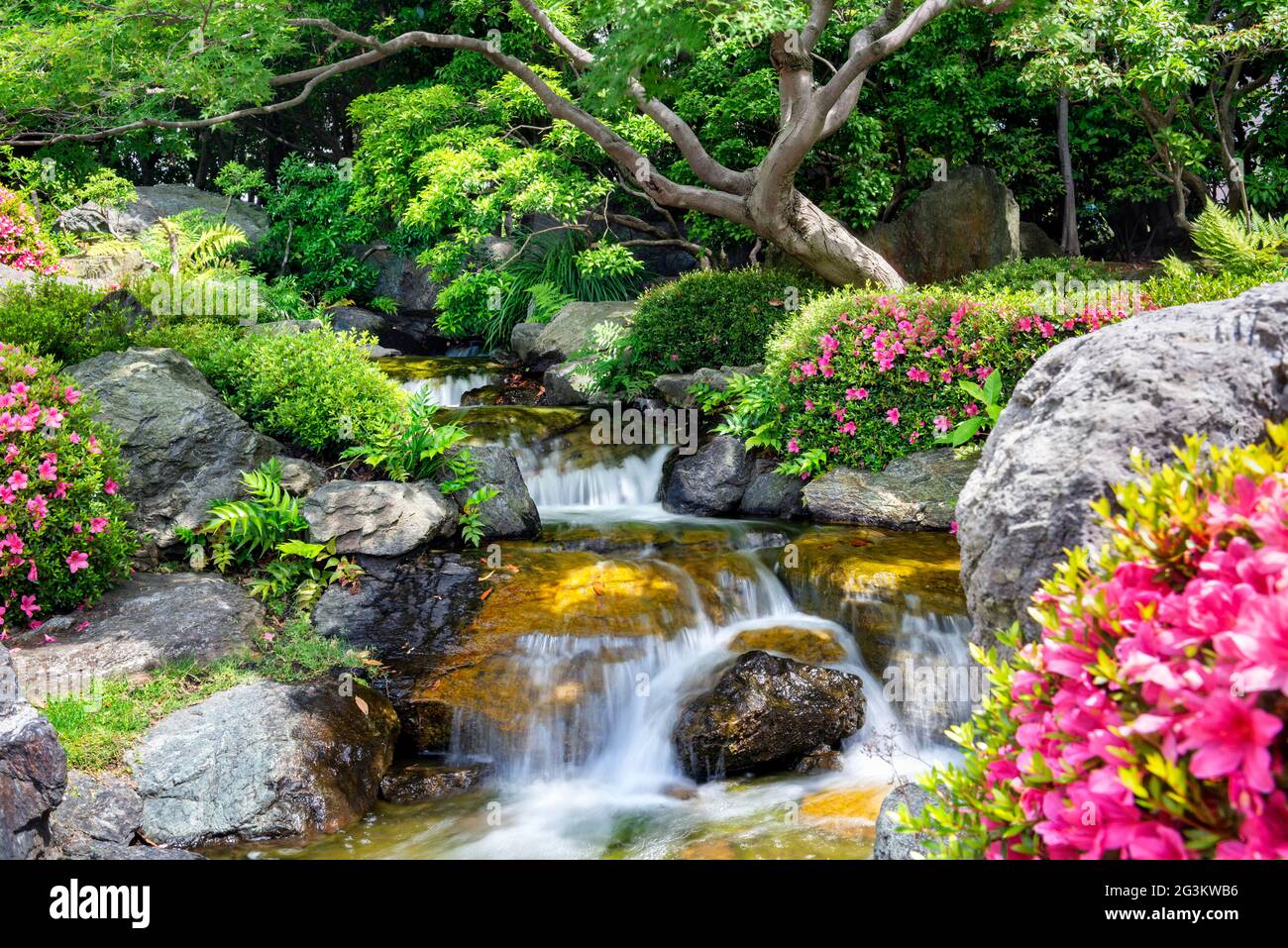 Asian plants hi-res stock photography and images - Alamy