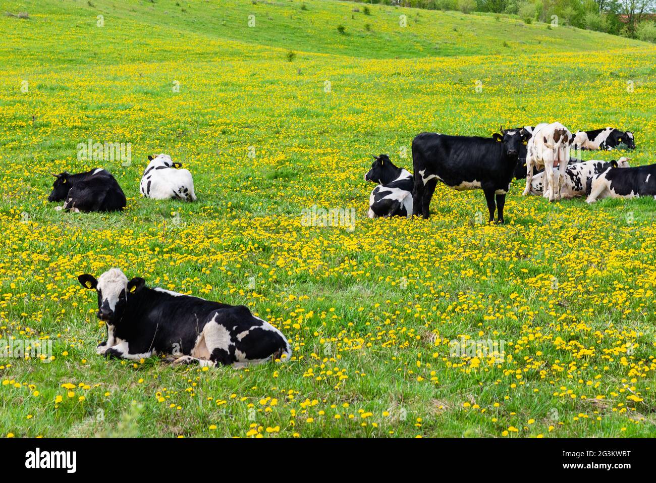 Black and white cows in a green grassy field on a bright and sunny day ...