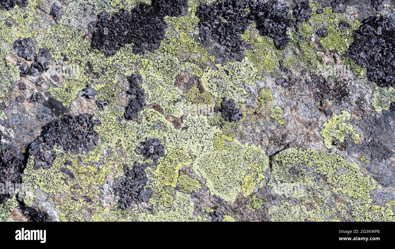 Algea plant hi-res stock photography and images - Alamy