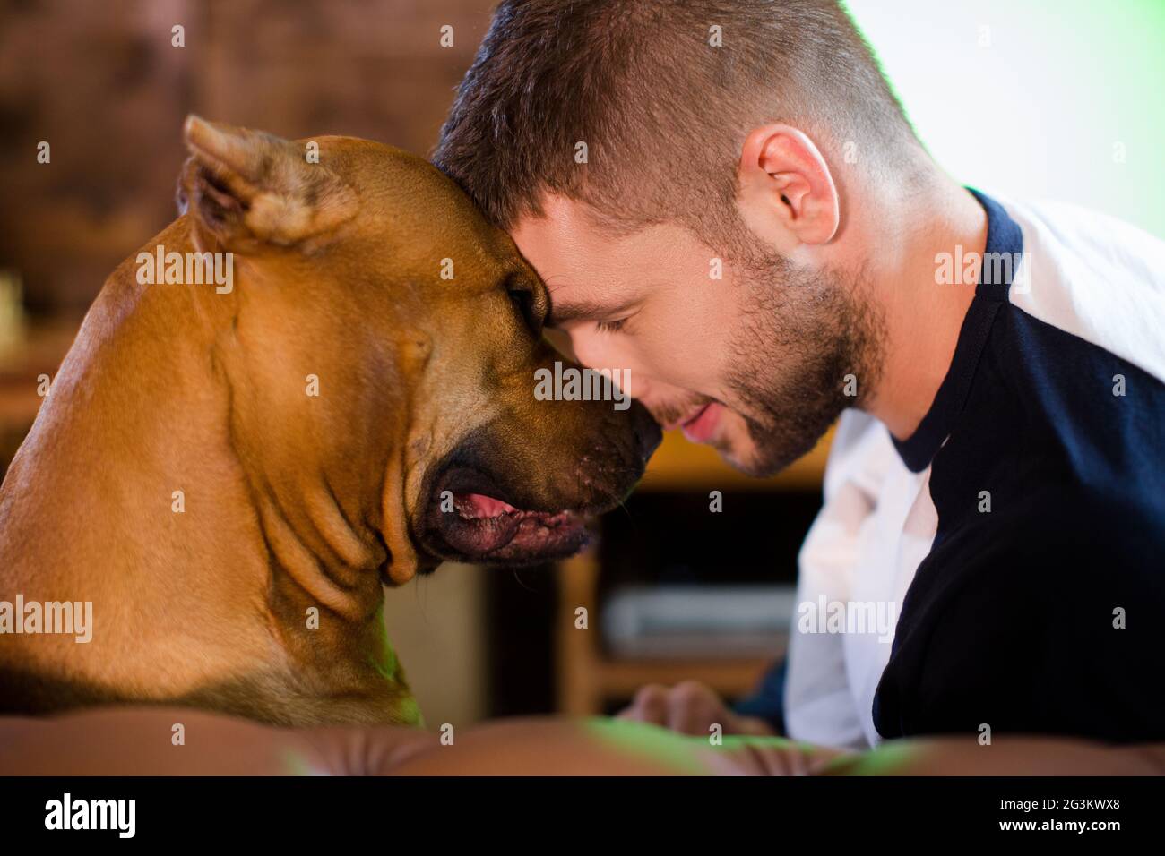 American Staffordshire Terrier and handsome man at home. Stock Photo